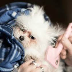 Dog groomer tip calculator — pet grooming gratuity guide Dog groomer tip calculator — pet grooming gratuity guide